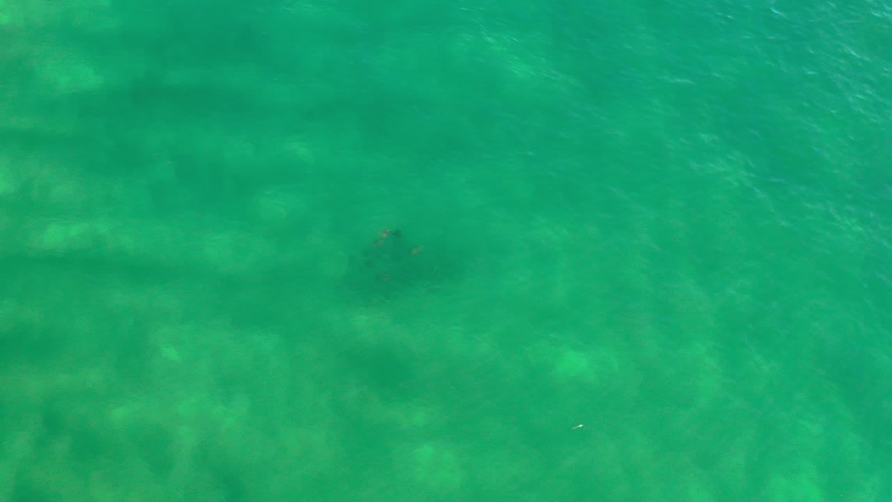 Overhead frame of clear green-blue water in Los Cabos with faint dark fish shapes near the upper left and no visible people.