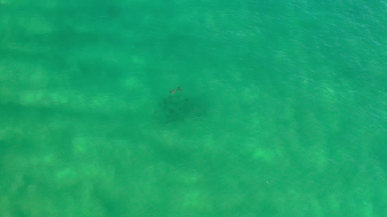 Clear turquoise water with small dark fish near the upper right.