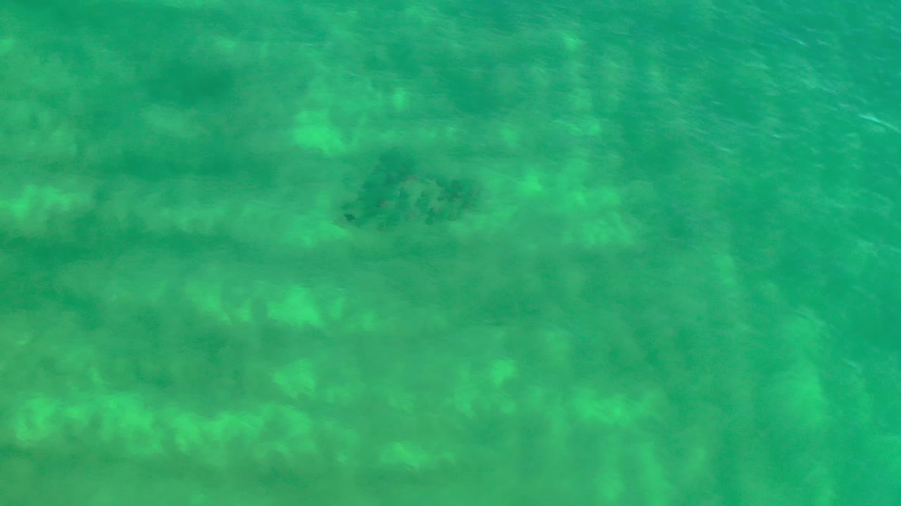 Light green water with clustered dark fish shapes