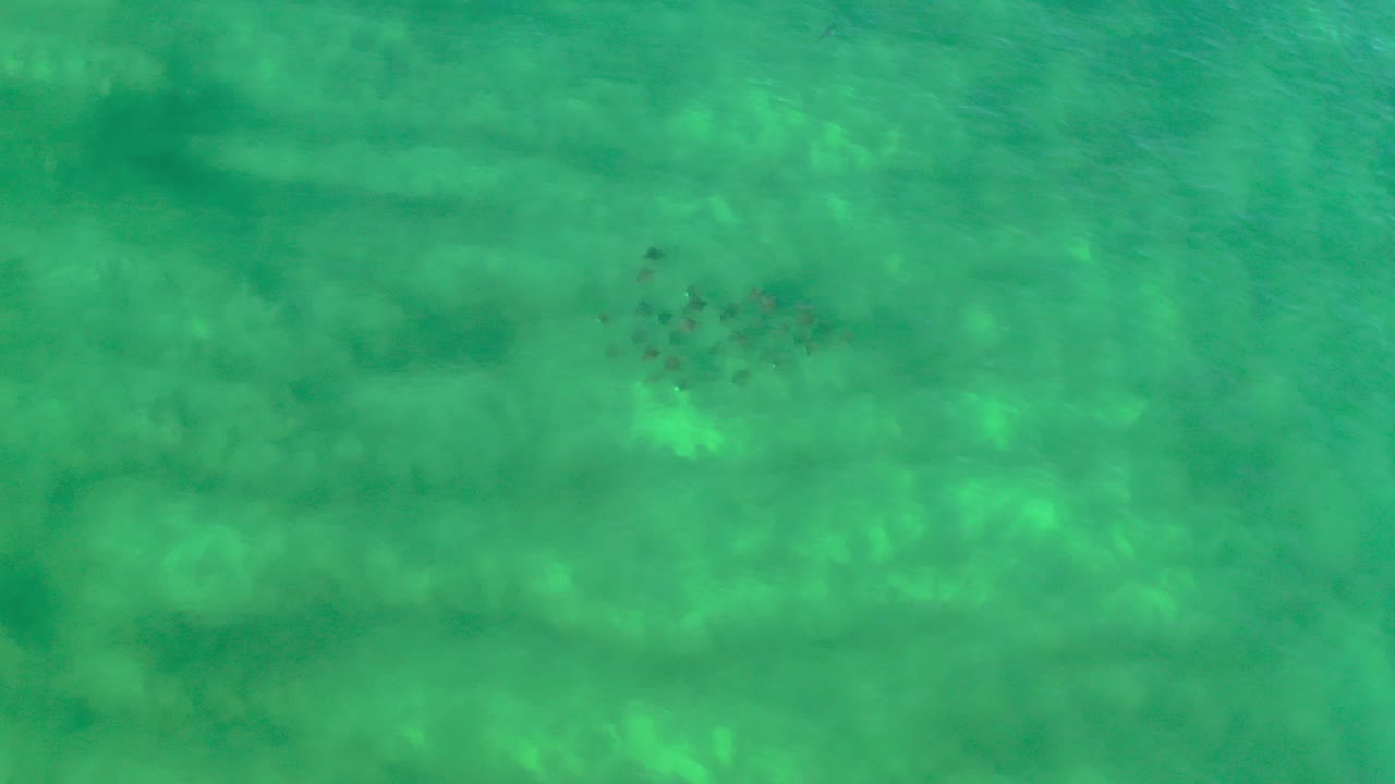 Overhead view in Los Cabos, Mexico of a small dark school of fish near the upper left area of green shallow water, with pale bottom patterns and no visible people.