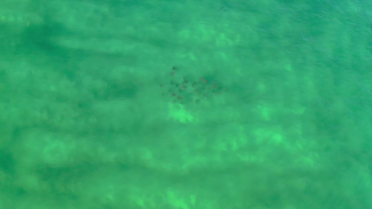 Overhead Los Cabos, Mexico frame with the fish school slightly left of center in turquoise green water above faint sand or rock bands, with no visible people.