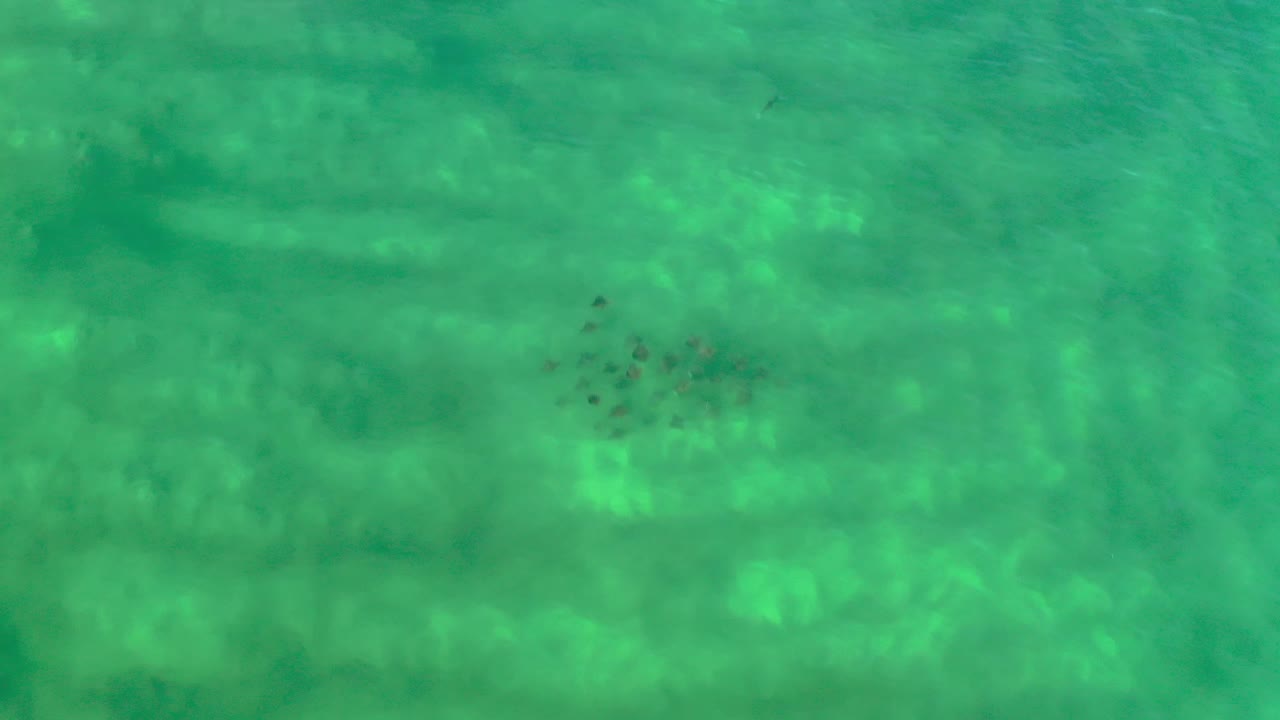 Cluster of small fish over rippled green water