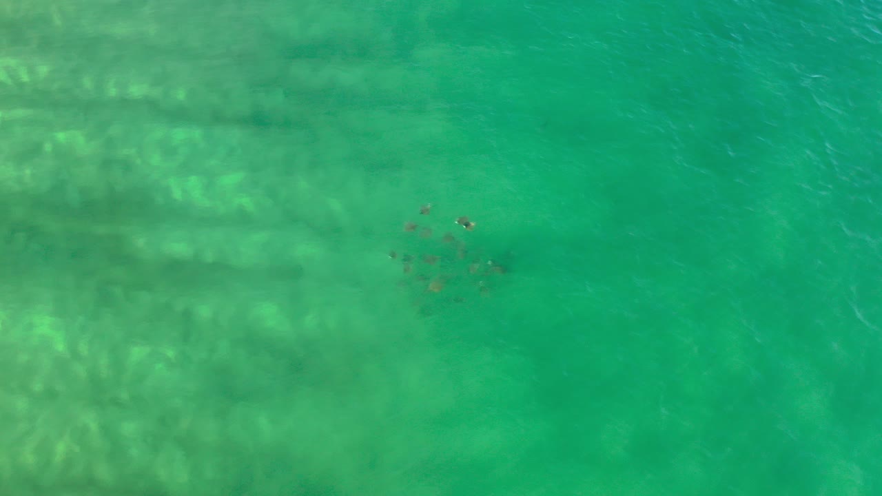 Overhead view in Los Cabos, Mexico, showing a small shoal of dark fish centered in clear green ocean water with pale underwater texture and no visible people.
