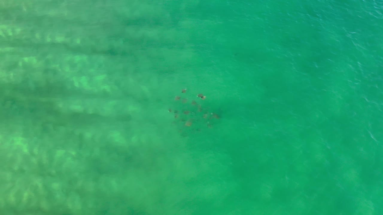 At one second, the fish cluster remains near the upper center of the Los Cabos frame, with green water and muted reef or sand shapes visible below and no visible people.