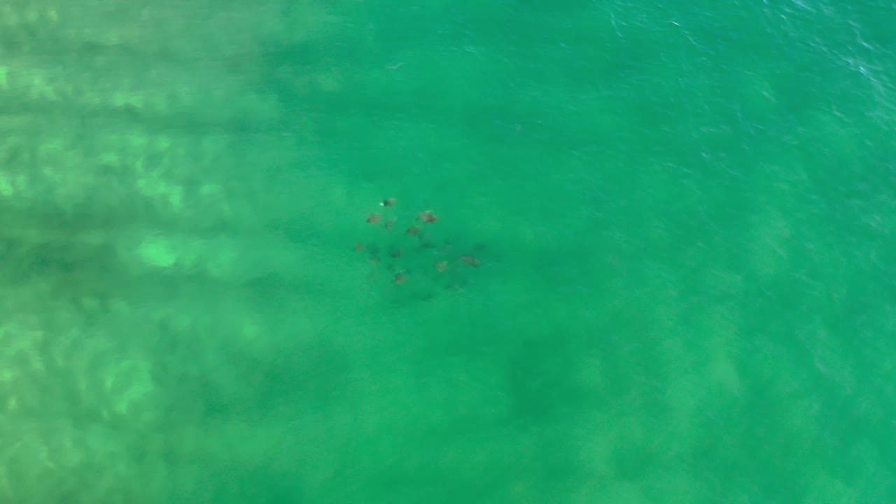 Overhead fish shoal in turquoise green sea.