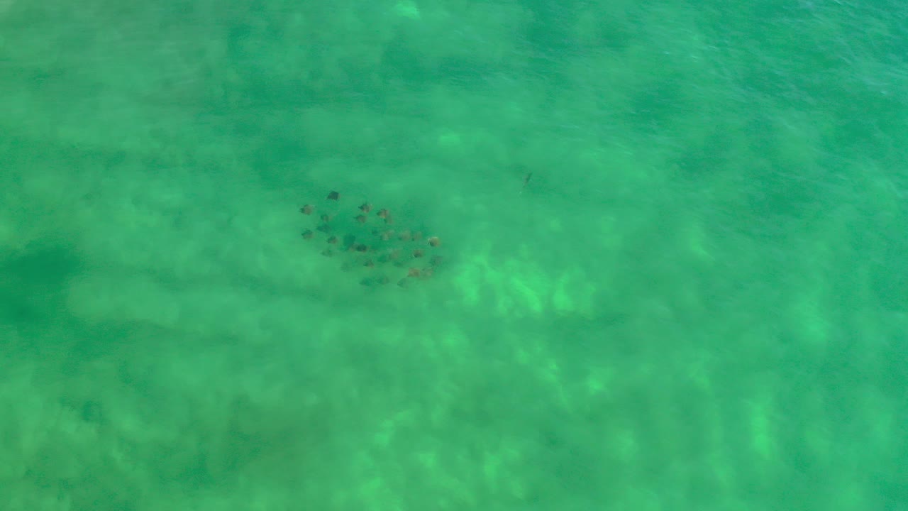 Small school of fish under green ocean water.