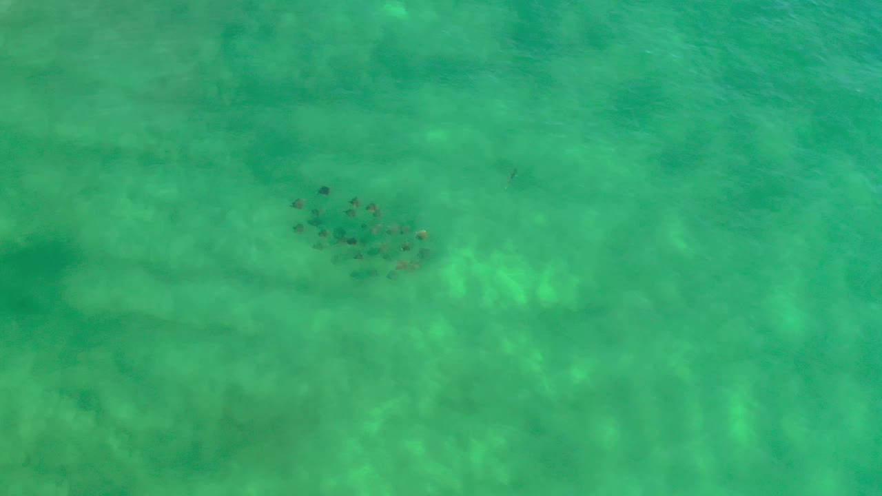 The fish cluster remains near the upper left area of a turquoise water frame in Los Cabos, Mexico, with mottled light on the seabed and no visible people.