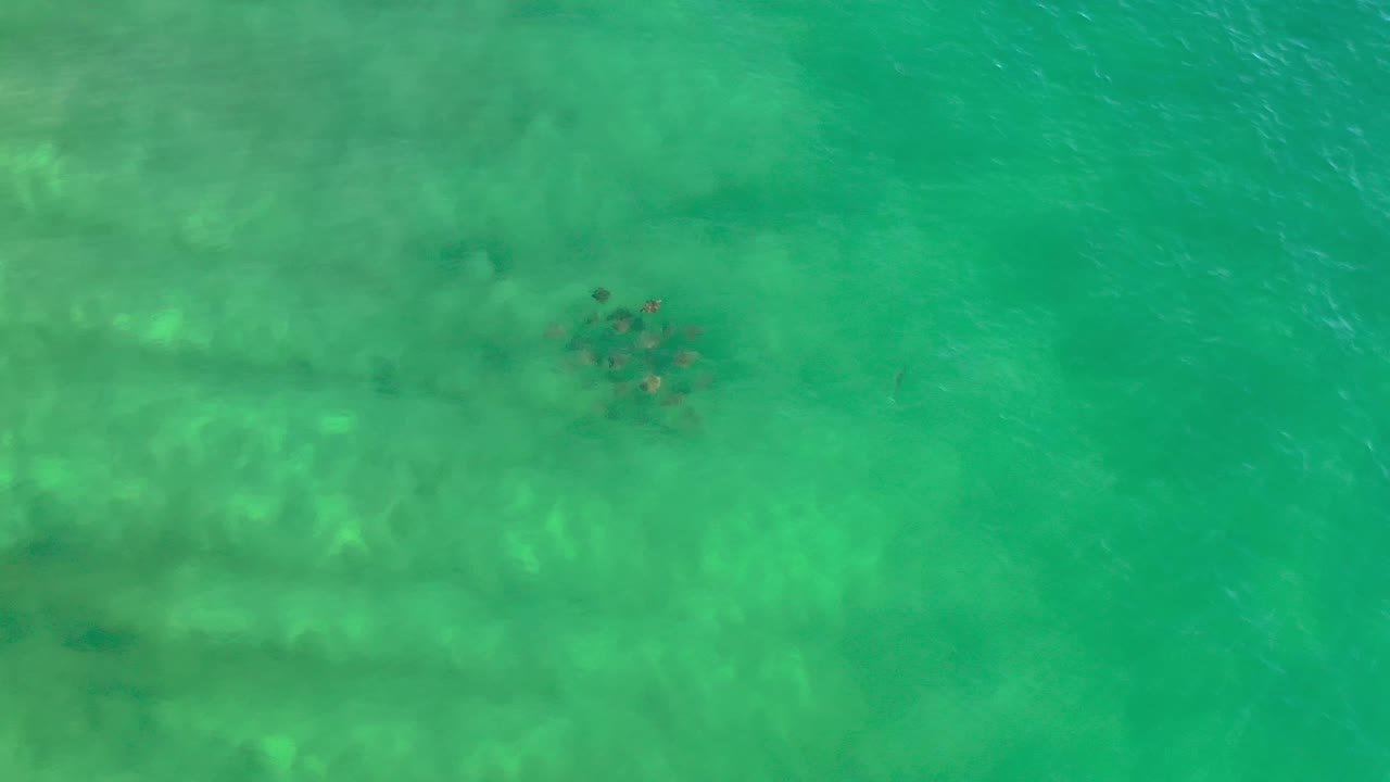 Overhead Los Cabos water view with the fish group still near the upper center, faint wave texture across the surface, and no visible people.