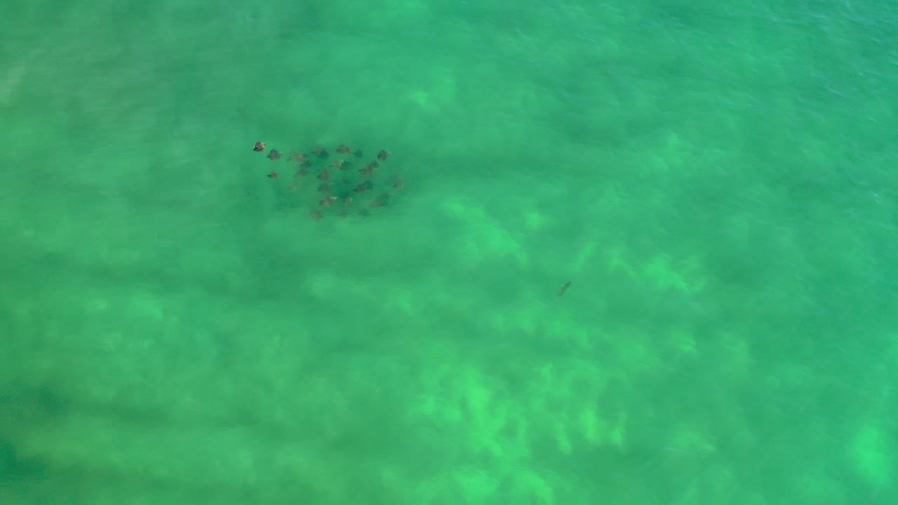 Top-down view of a small fish school near the upper left of clear green water in Los Cabos, Mexico, with no visible people.