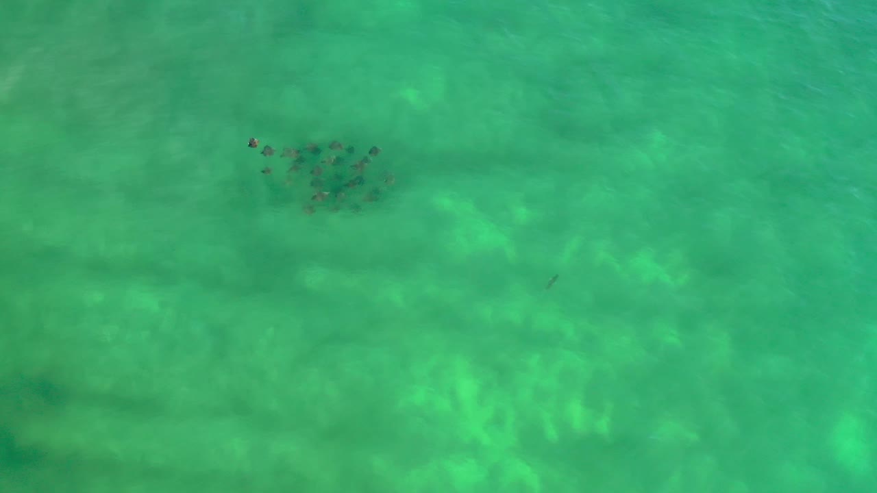 A loose cluster of fish sits near the top of the frame beneath rippled green Los Cabos water, with no visible people.