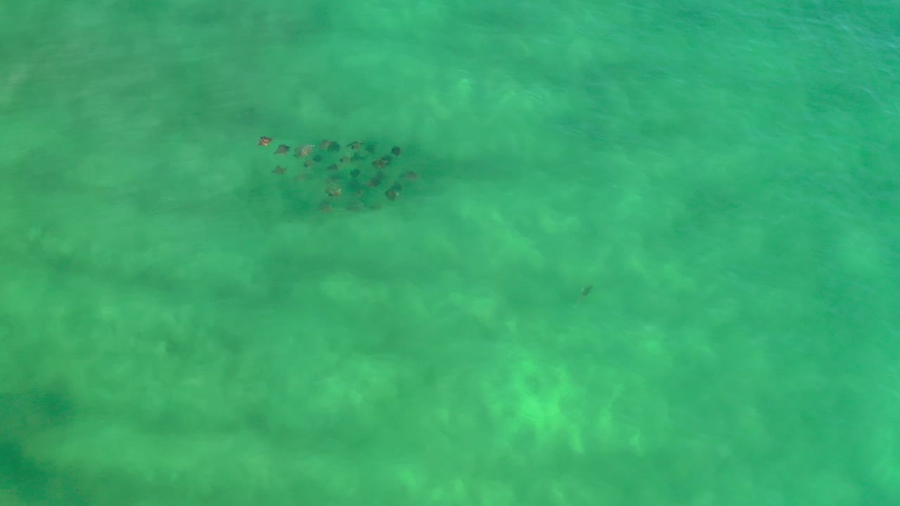 Fish school seen through green shallow water.
