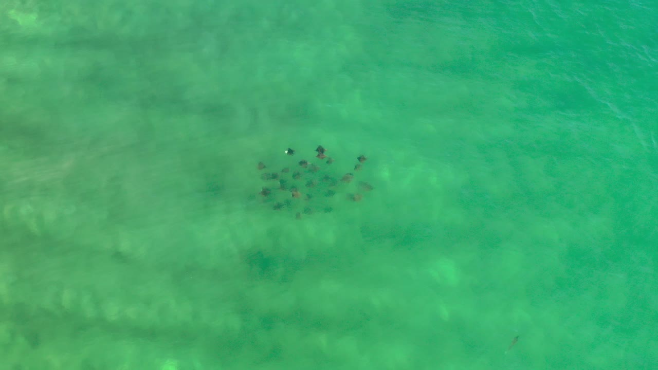 Overhead frame of a small fish school near the upper center in clear turquoise water over a sandy bottom in Los Cabos, Mexico, with no visible people.