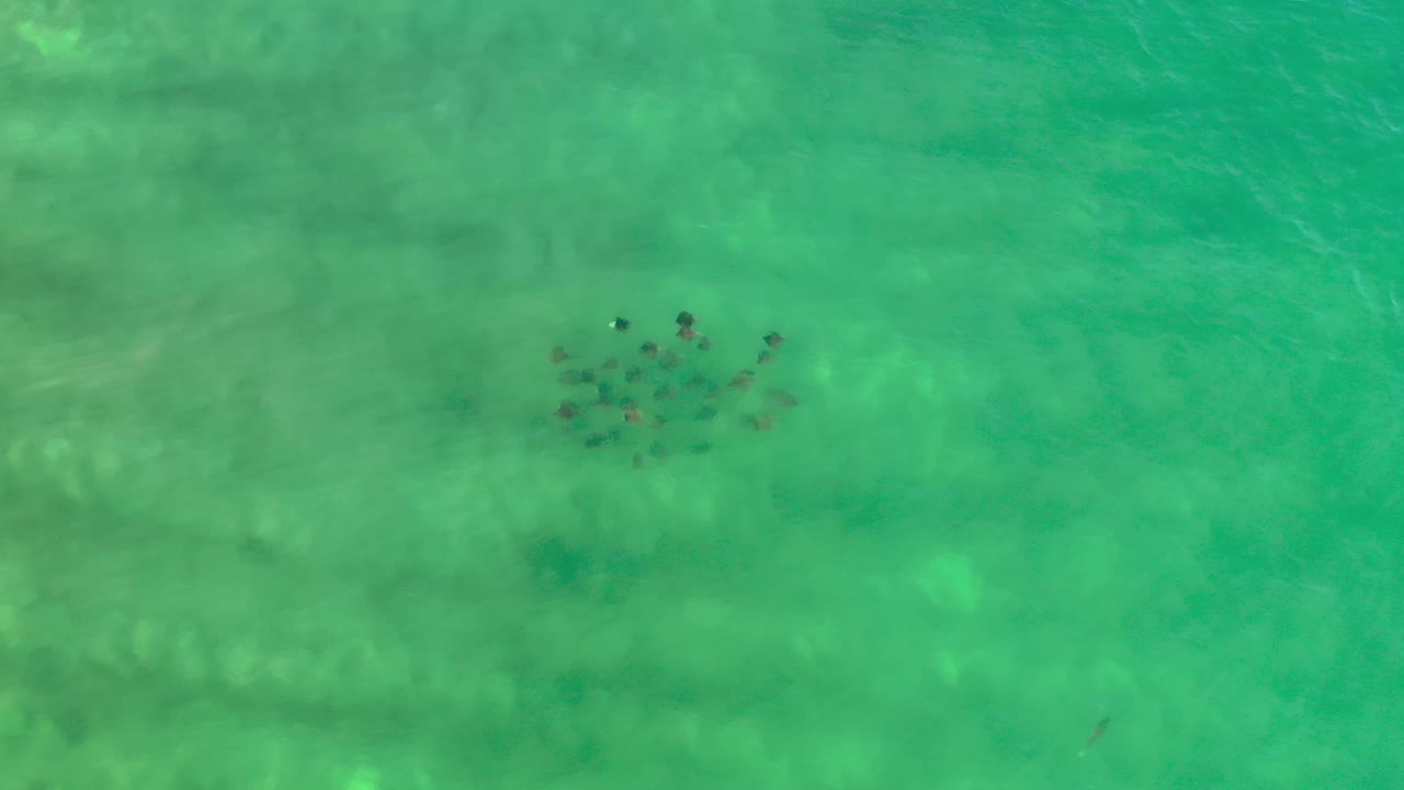 A compact school of small fish sits near the middle of green-blue shallow water in Los Cabos, Mexico, with rippled light on the sandy bottom and no visible people.