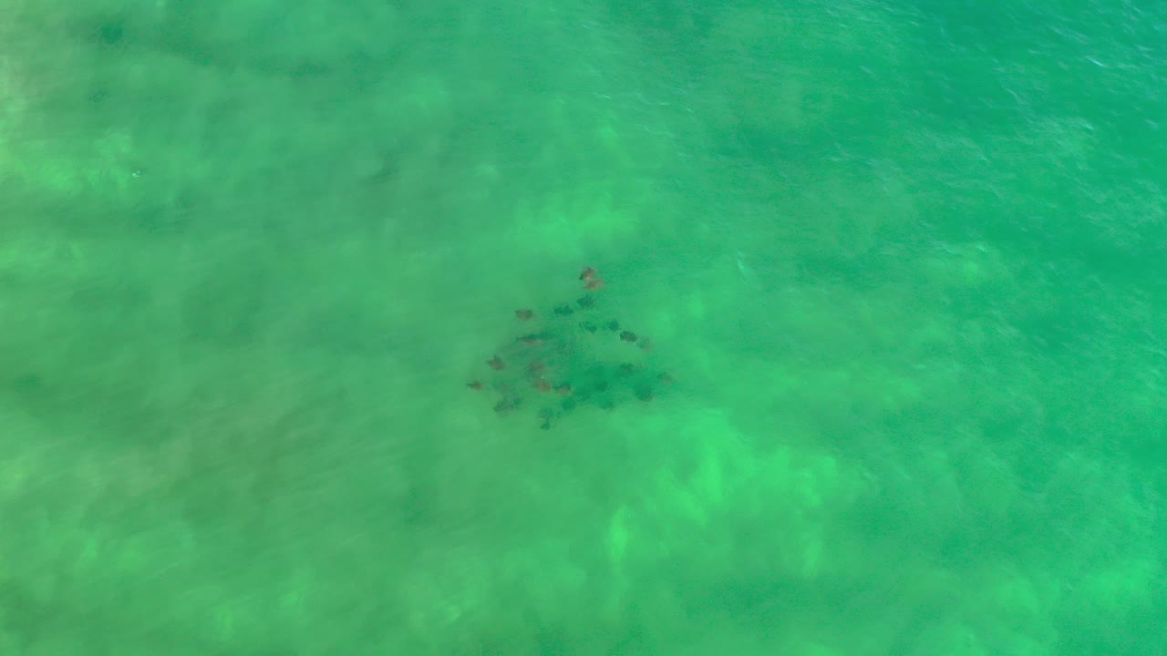 Small school of fish forming a triangle in green ocean water