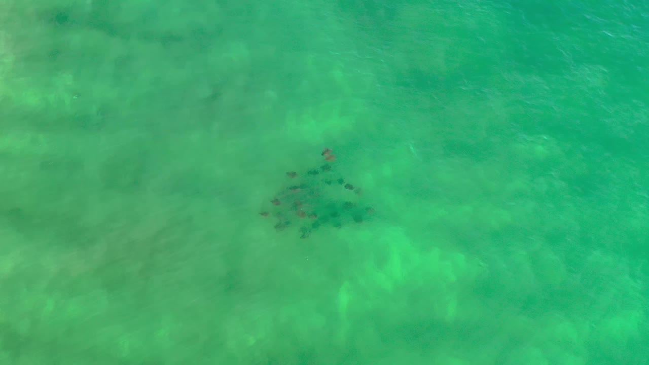 Overhead Los Cabos frame with the fish group still near center and faint pale seabed shapes visible through the green water, no visible people.