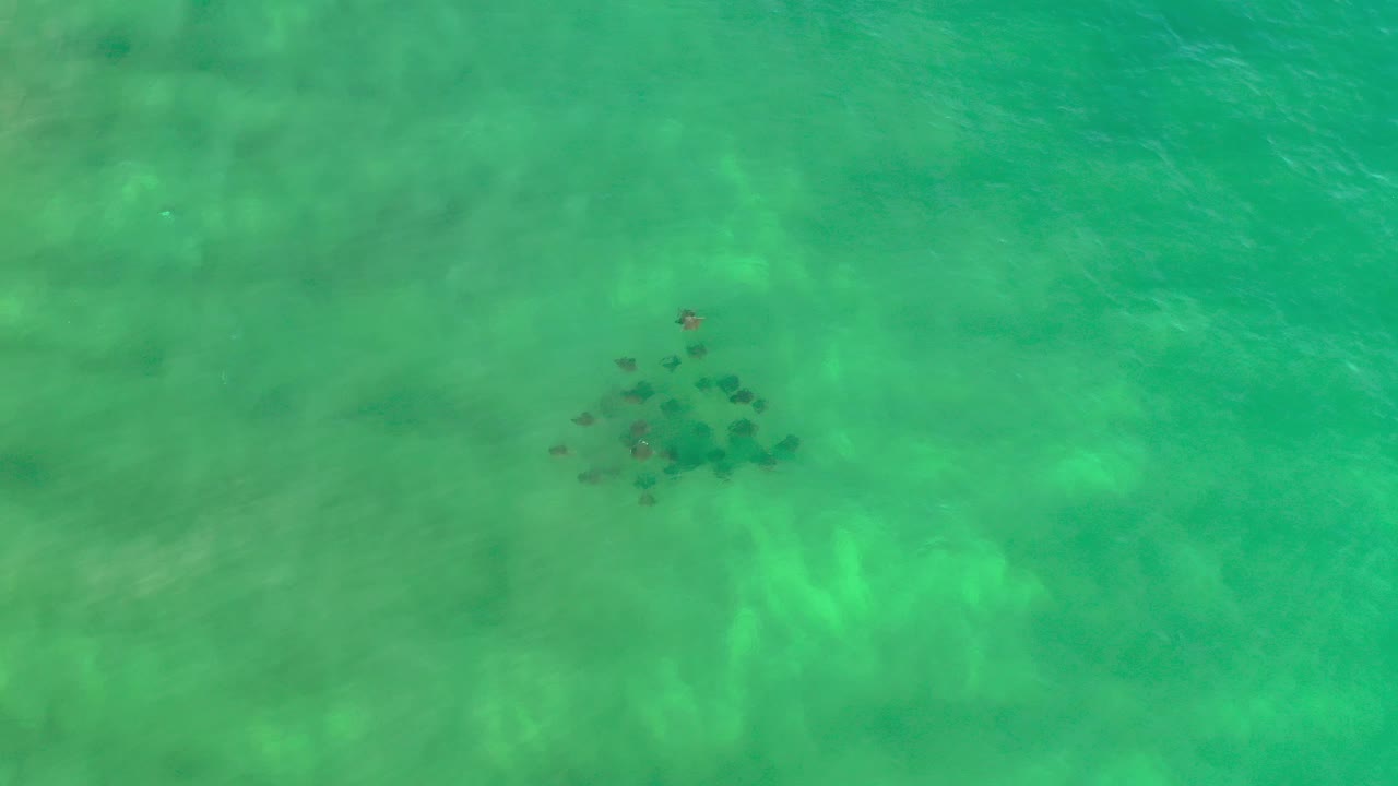 Triangular fish school in clear green sea from above