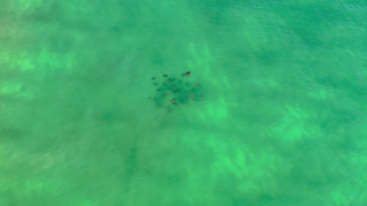 Top-down view of a small fish school under green clear water in Los Cabos, Mexico, with pale sandy texture and no visible people.