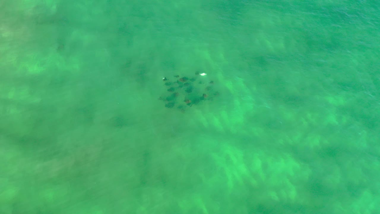 Fish cluster under bright green water