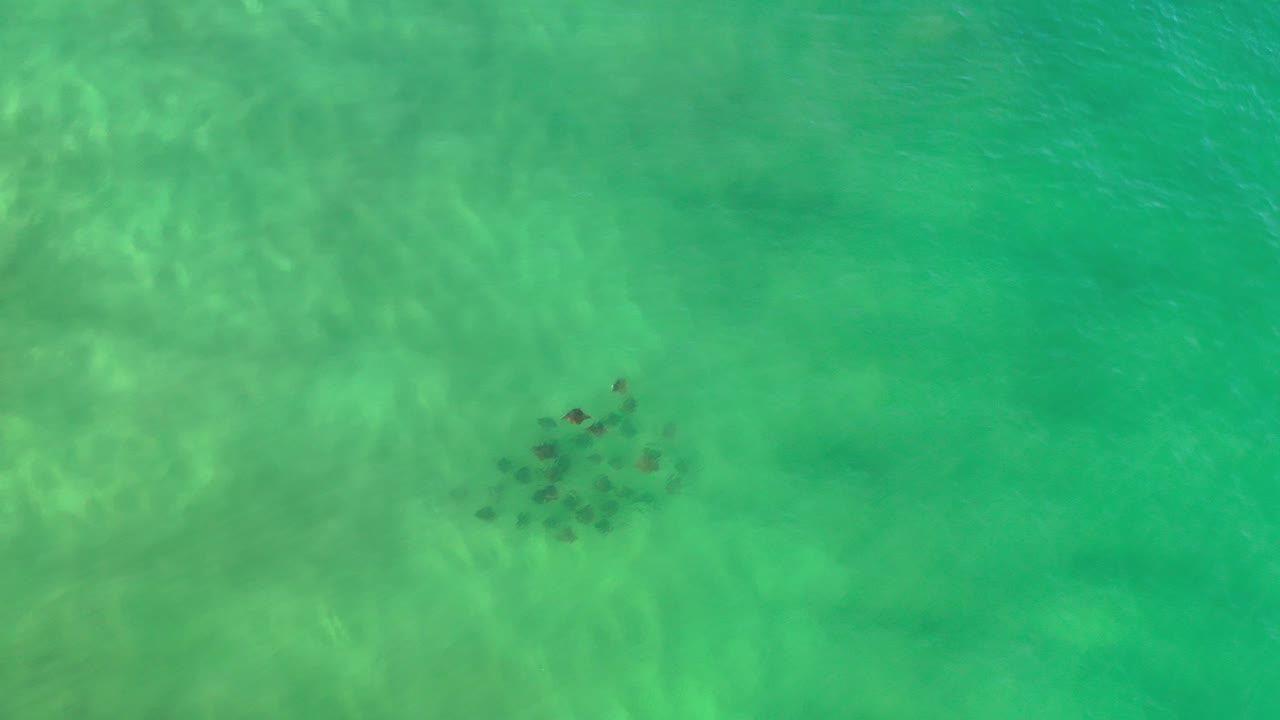 School of fish beneath green sea water