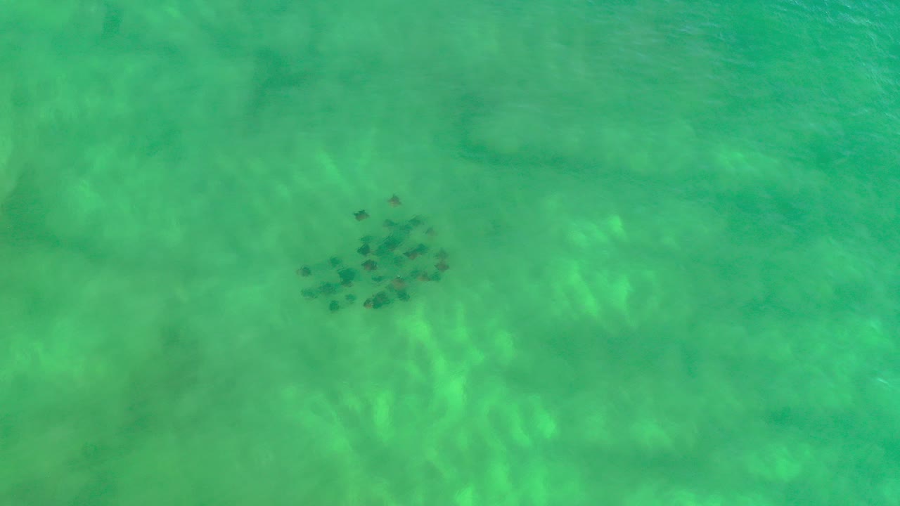 Overhead view of green ocean water in Los Cabos, Mexico, with a compact dark fish cluster left of center and no visible people.