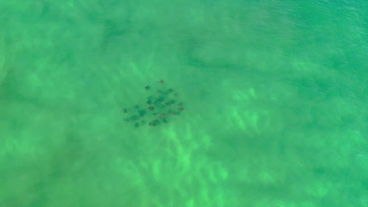 Aerial frame over green Los Cabos ocean water, with the fish cluster sitting near the upper-left area and no visible people.