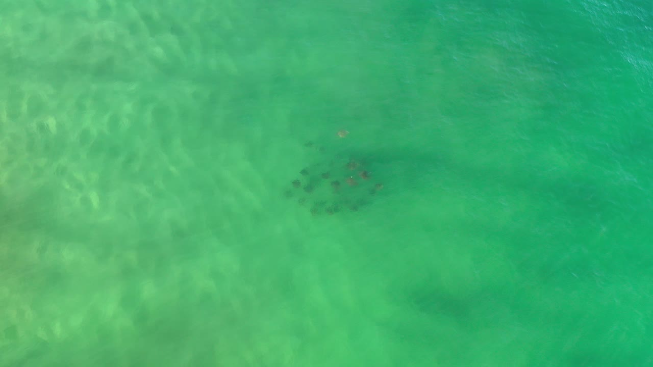 Overhead view of turquoise ocean water in Los Cabos, Mexico, with a small animal cluster near the upper center and no visible people.