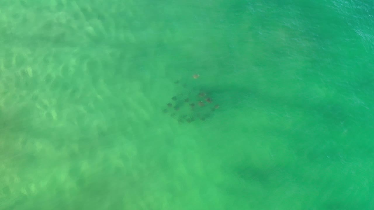 Overhead Los Cabos ocean frame with pale underwater shallows at left, darker water patches below, and a small group of animals near center with no visible people.