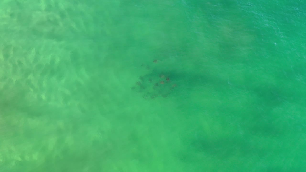 Small animals swimming in bright turquoise water