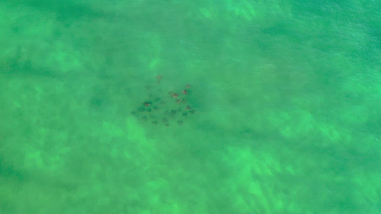 School of small fish in green shallow water