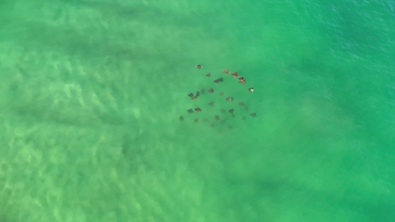 Overhead view of a small school of dark fish in green Los Cabos ocean water, with pale underwater ripples and no visible people.