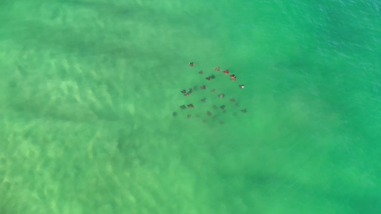 A loose cluster of fish sits near the upper center of green Los Cabos water, with bright shimmer on the left and no visible people.