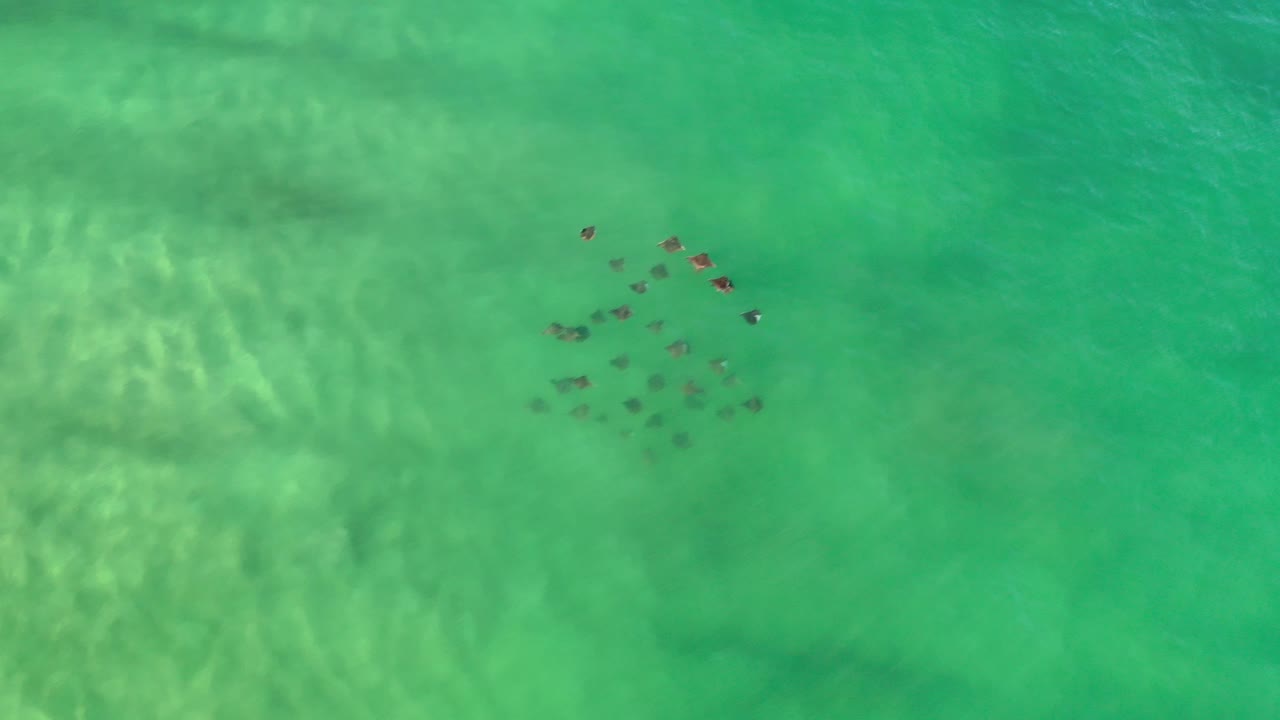 Dark fish cluster in clear green ocean