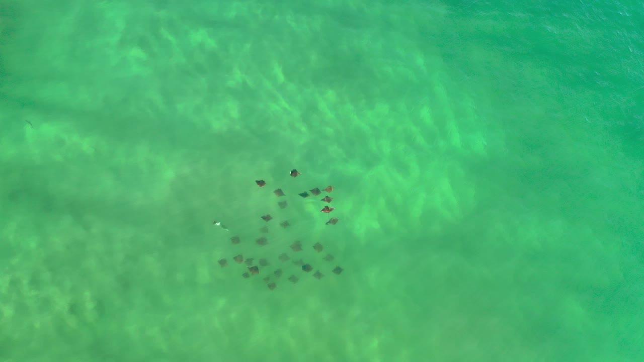 Overhead view of a small shoal of dark fish beneath clear green-blue water in Los Cabos, Mexico, with no visible people.