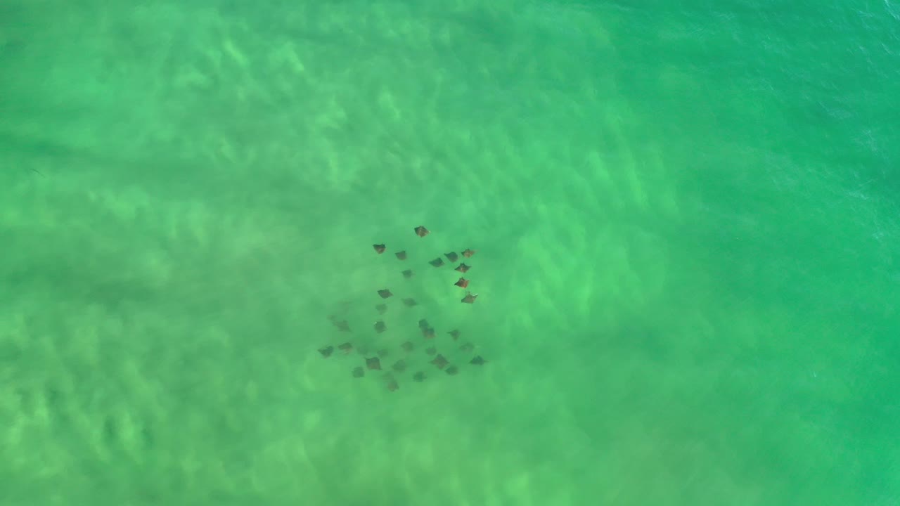 Small fish shoal seen from above in clear water