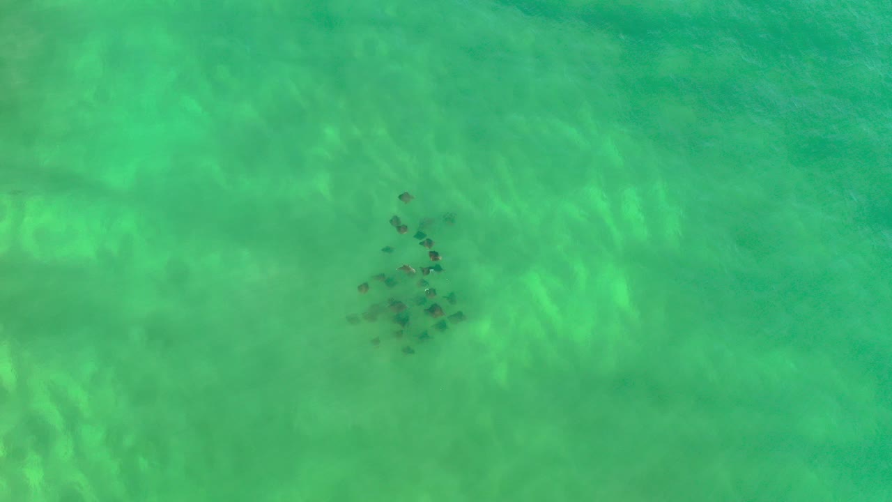 Overhead view of clear turquoise water in Los Cabos with a compact cluster of dark marine life near the upper left area and no visible people.
