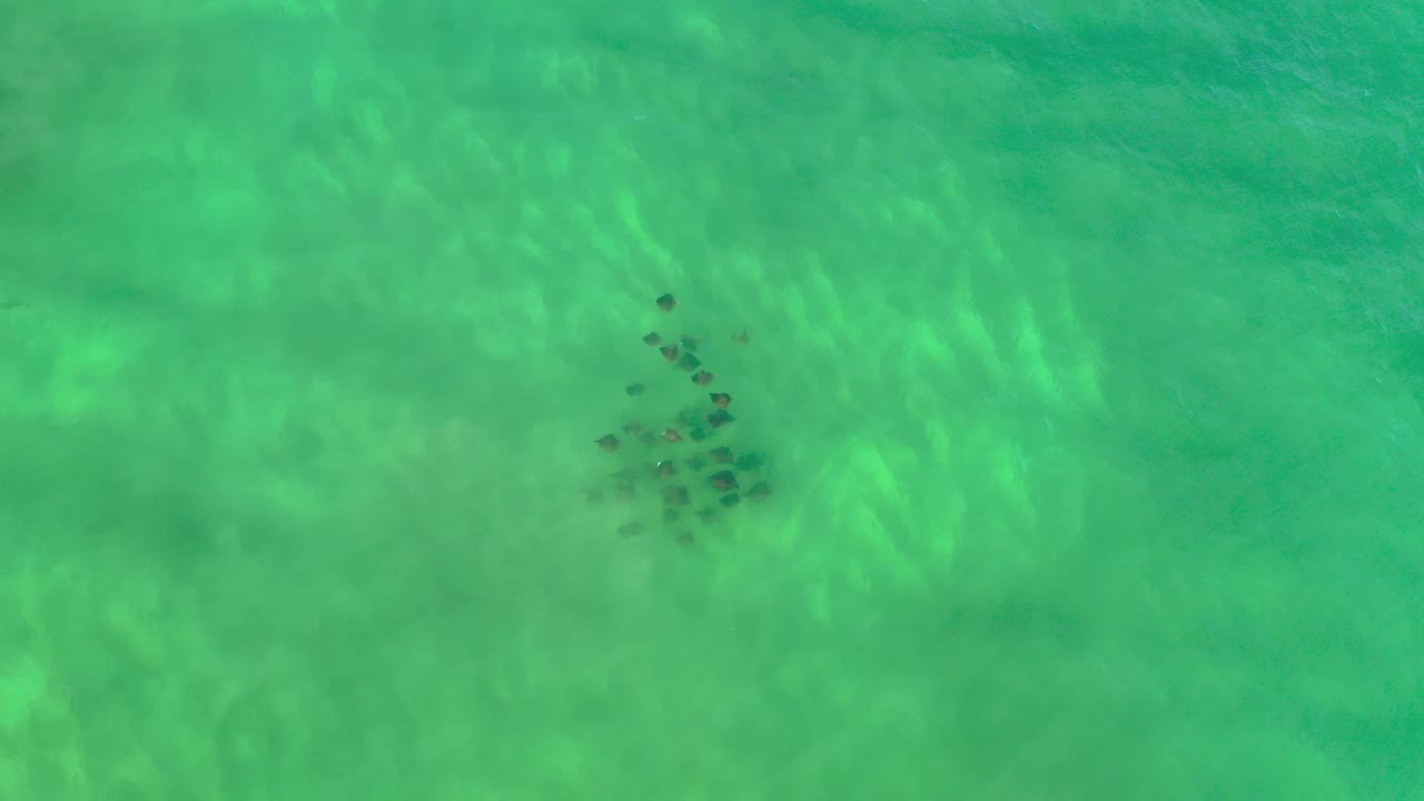 Clustered marine life beneath bright shallow ocean water.
