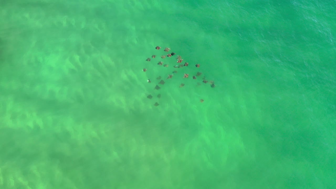 Dark clustered marine shapes under green shallow water