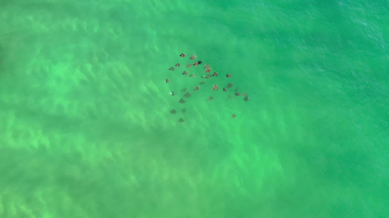 Overhead Los Cabos frame with the gray underwater shapes gathered near the top center, surrounded by bright green water and soft sand markings, with no visible people.