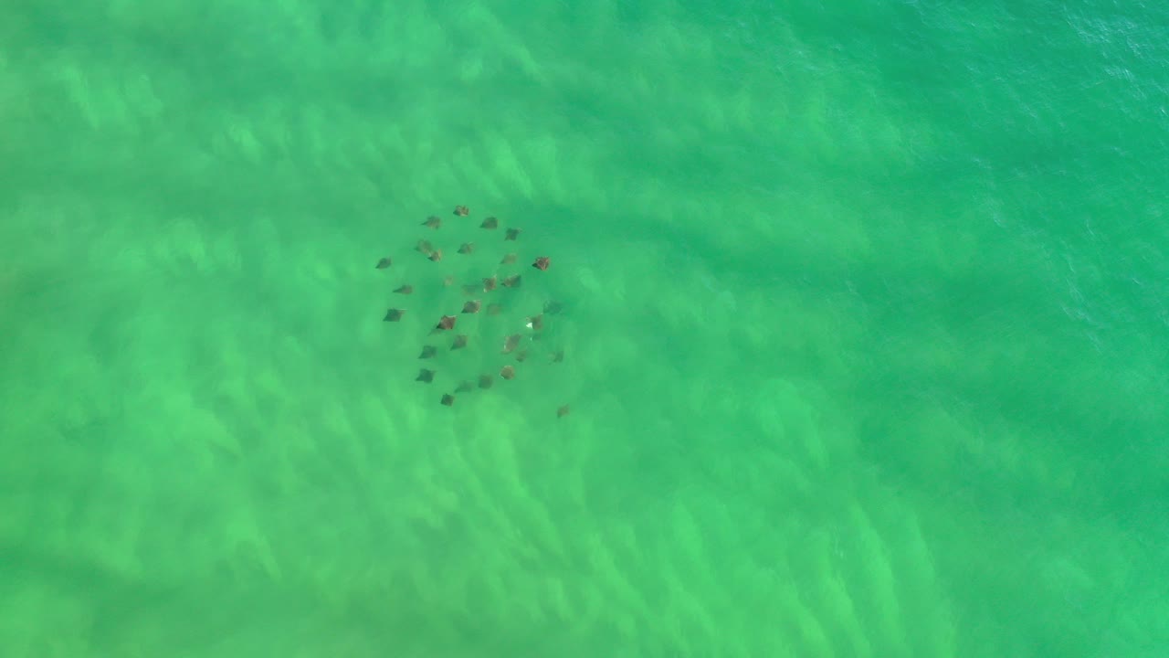 Small dark fish form a loose cluster in green seawater near Los Cabos, Mexico, with pale underwater ripples and no visible people.