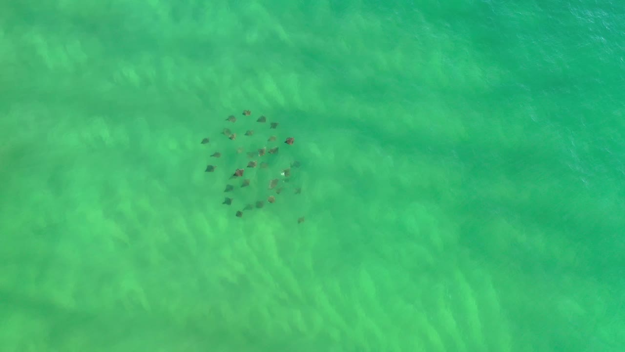 The fish school sits slightly higher in the green water, with brighter pale bands on the seabed near Los Cabos, Mexico and no visible people.