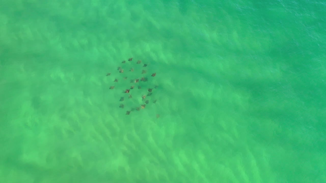 Loose school of fish in clear green sea.