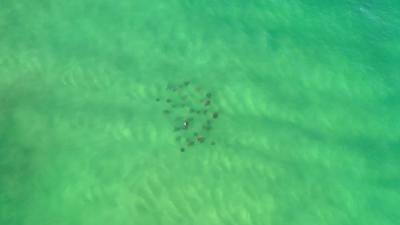 Top-down view of green water in Los Cabos with a loose cluster of small dark unknown shapes near the upper center and no visible people.