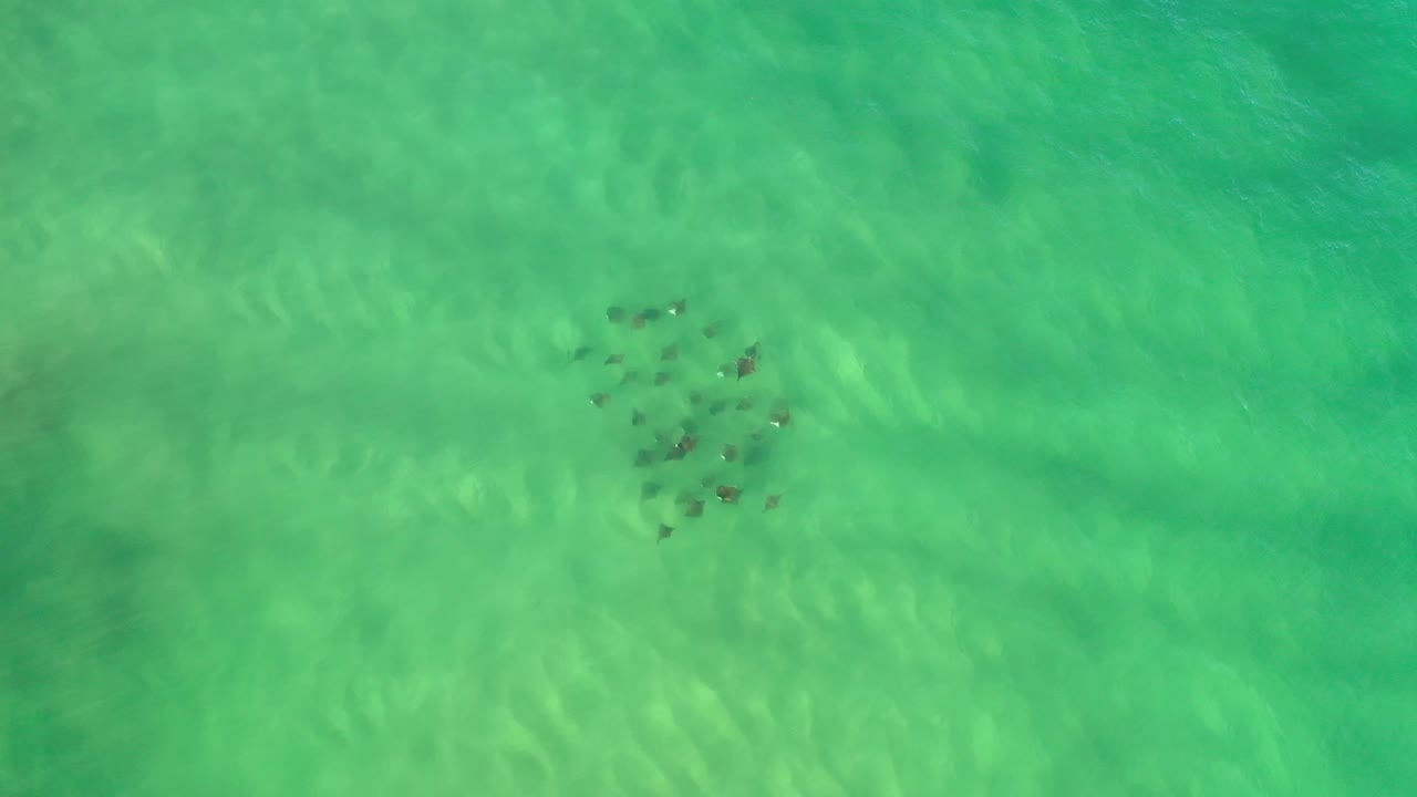 Small group of dark shapes in bright green sea water