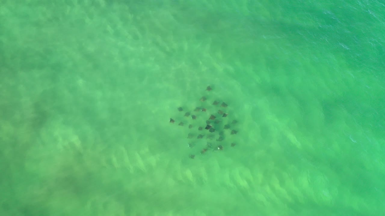A compact school of dark fish sits below green rippled water in Los Cabos, Mexico, with pale sandy patterns visible below and no visible people.