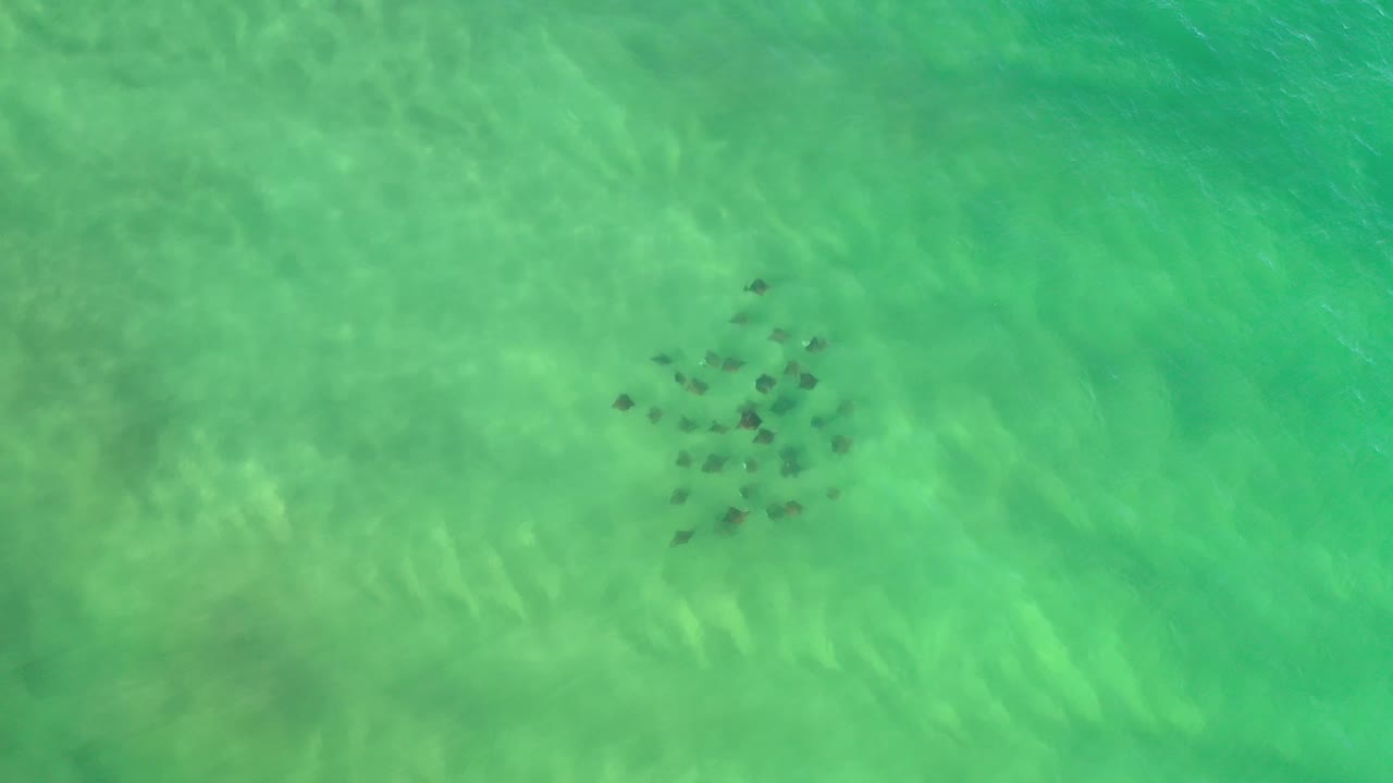 Schooling fish below aquamarine water