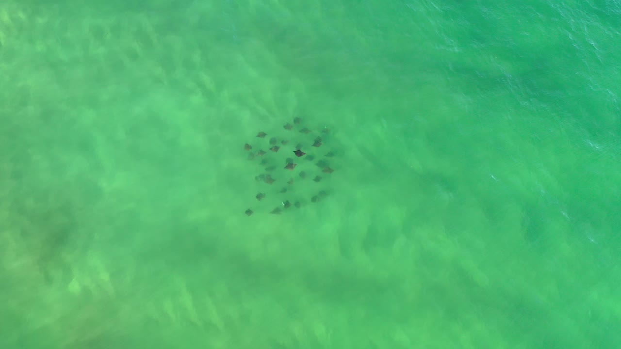 Small dark sea animals under green teal water.