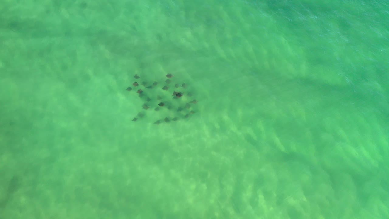Dark marine animals clustered under green ocean water