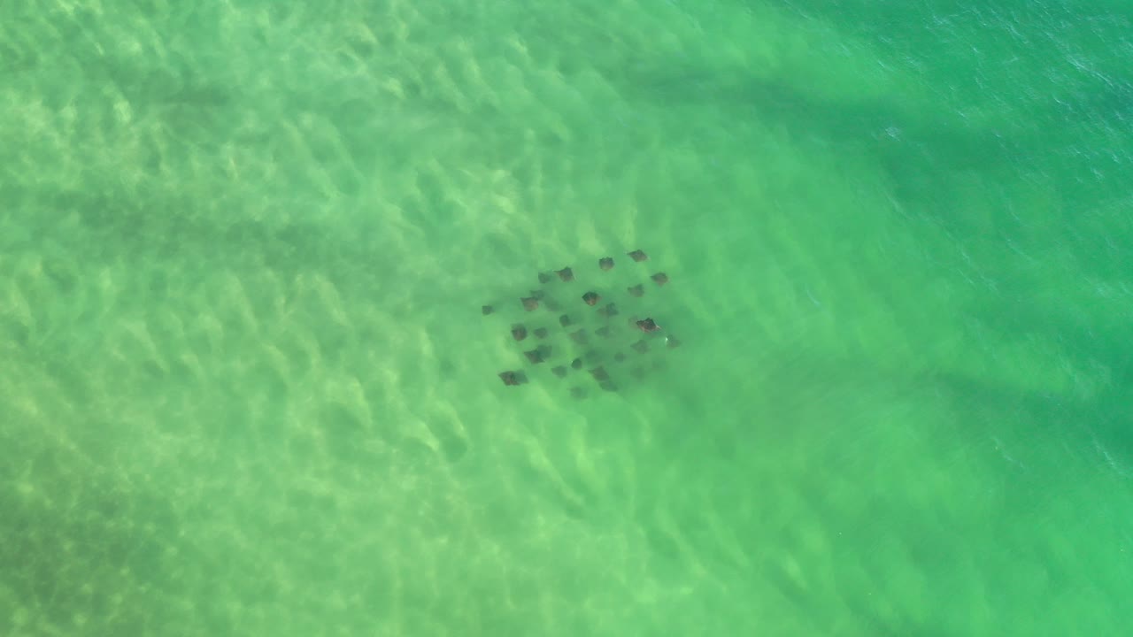 Overhead frame from Los Cabos, Mexico, showing a compact group of swimmers as dark shapes beneath bright green shallow water with sun ripples around them.
