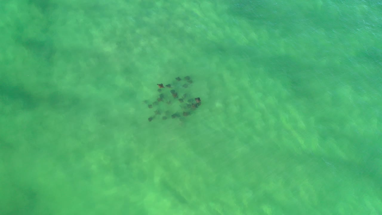 Overhead view in Los Cabos, Mexico, of a small dark fish school beneath green rippled shallow water, with no visible people.