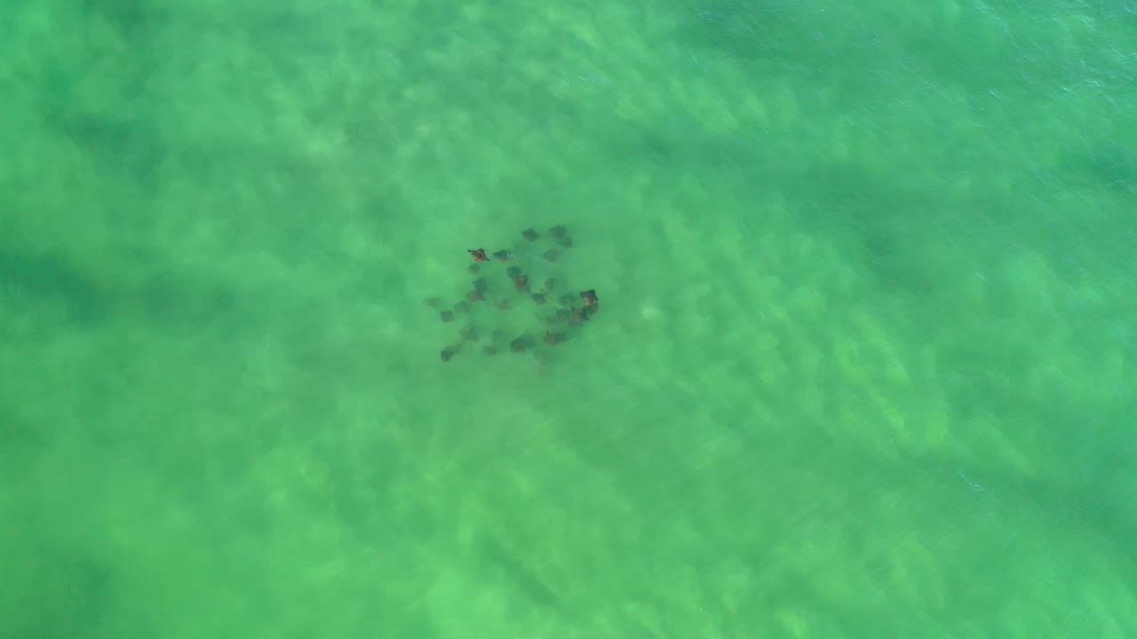 Overhead Los Cabos frame showing the fish school slightly farther across green water, with bright surface ripples and no visible people.